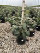Viburnum x 'Cayuga'