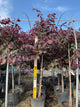 Cercis canadensis 'Midnight Express'