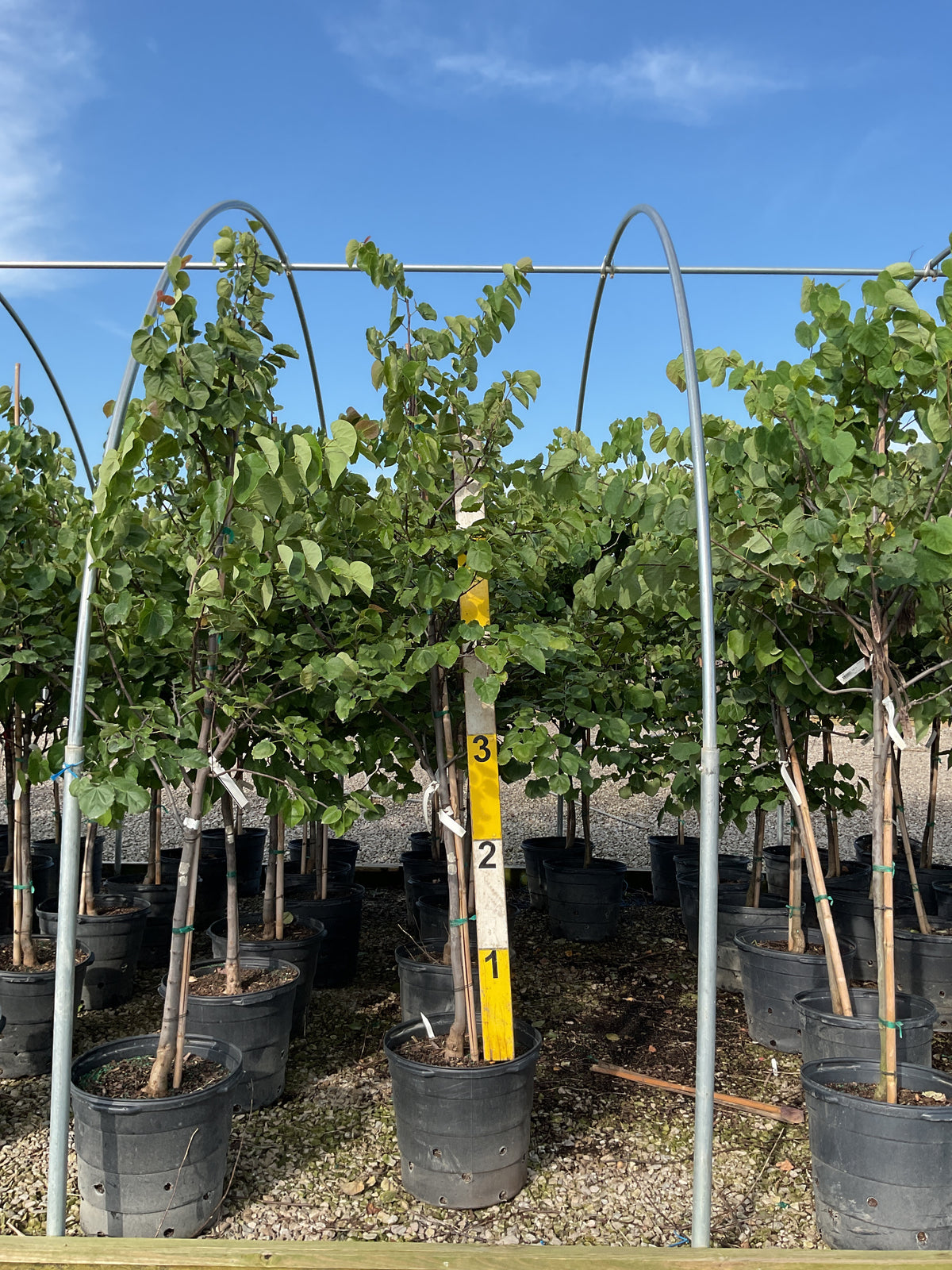 Cercis canadensis 'Pink Pom Poms'