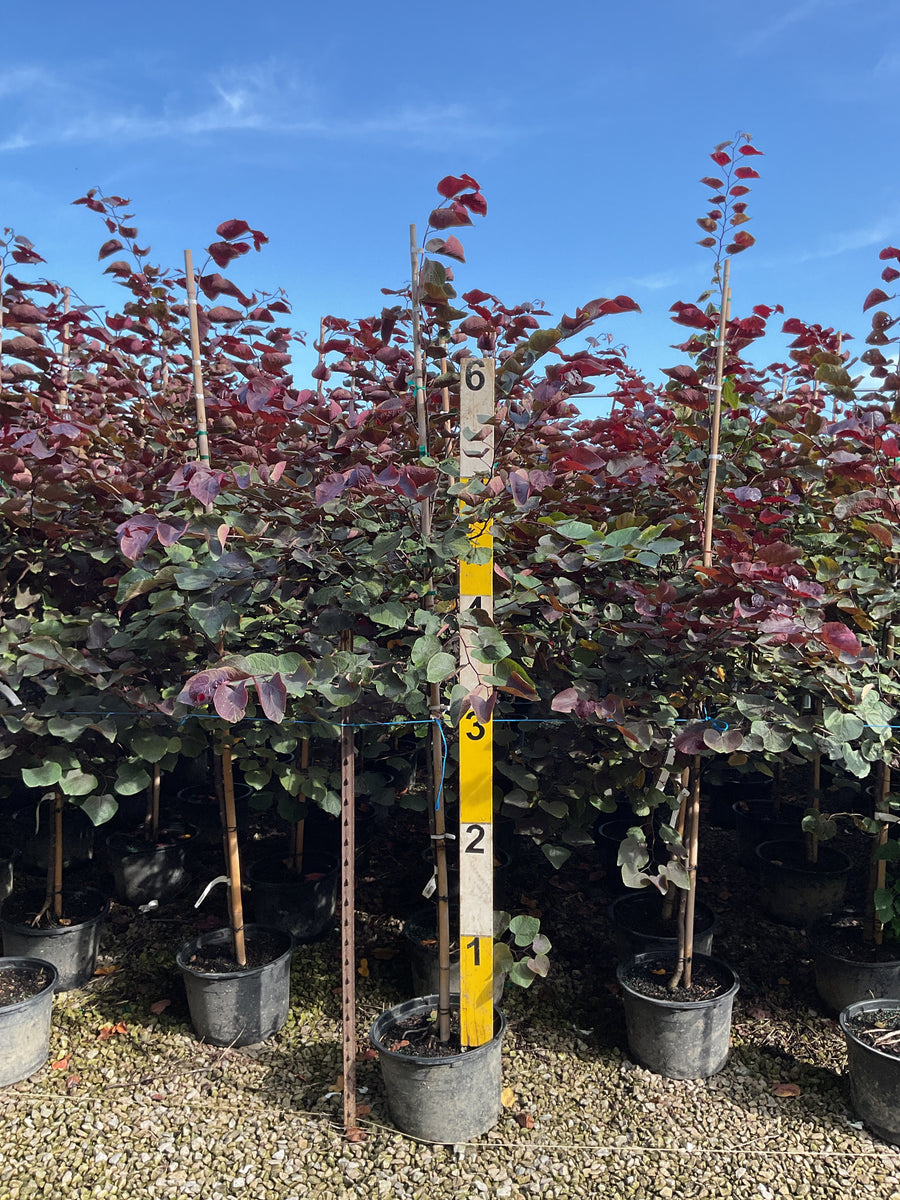Cercis canadensis 'Forest Pansy'