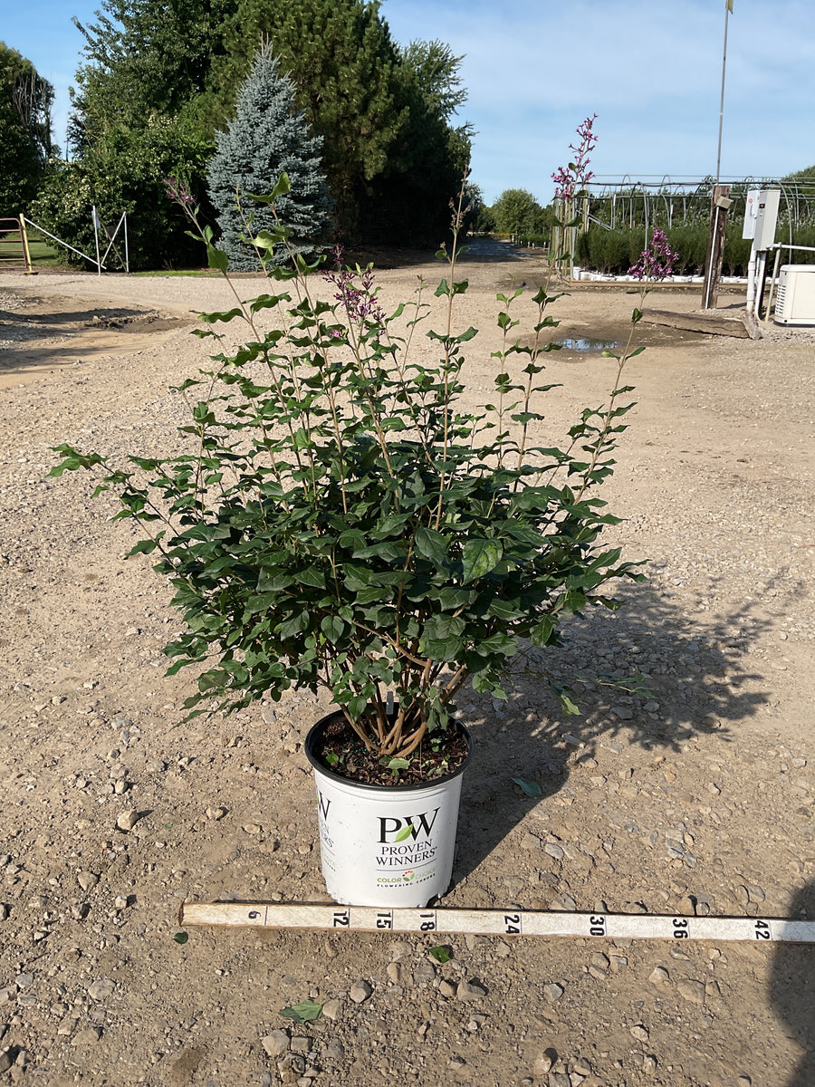 Syringa x 'Penda'