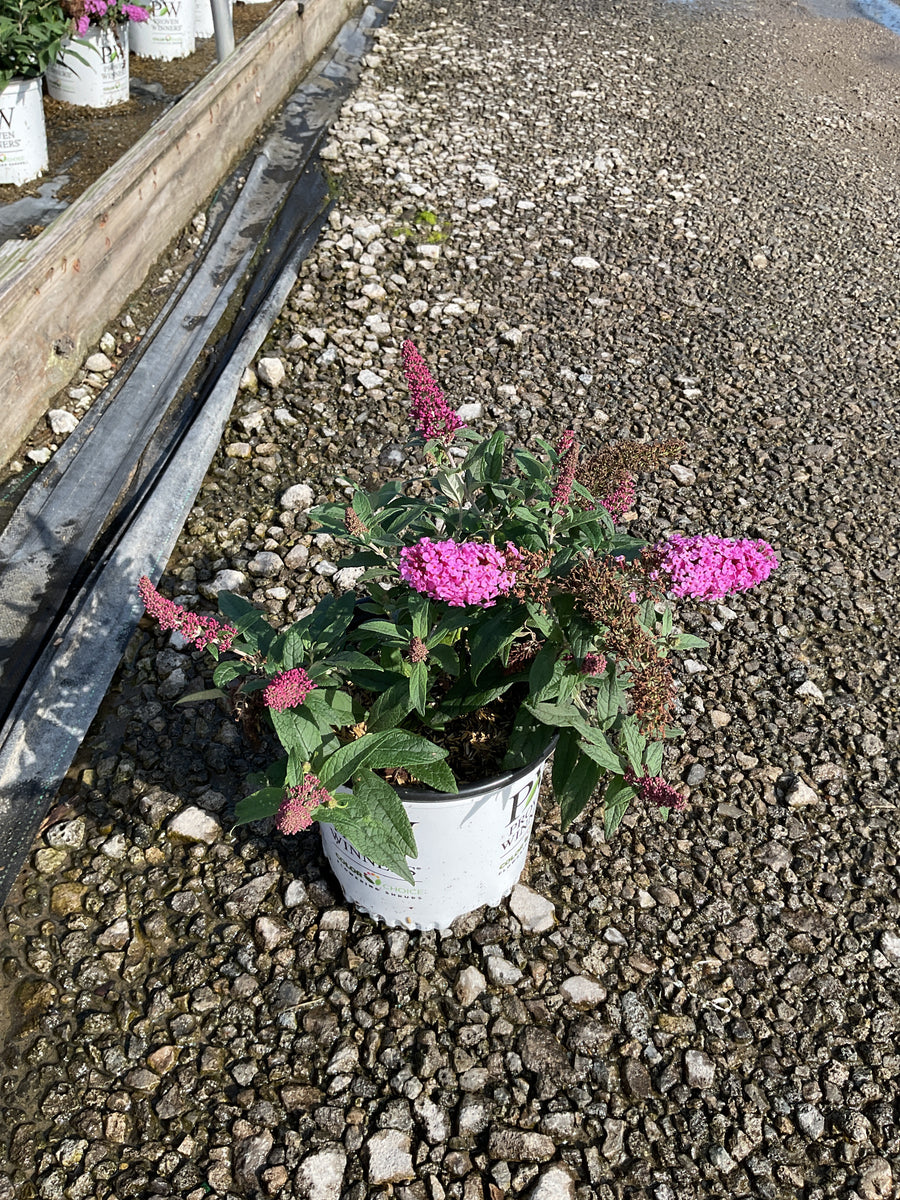 Buddleia 'Pugster Pinker'