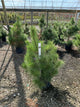 Pinus nigra