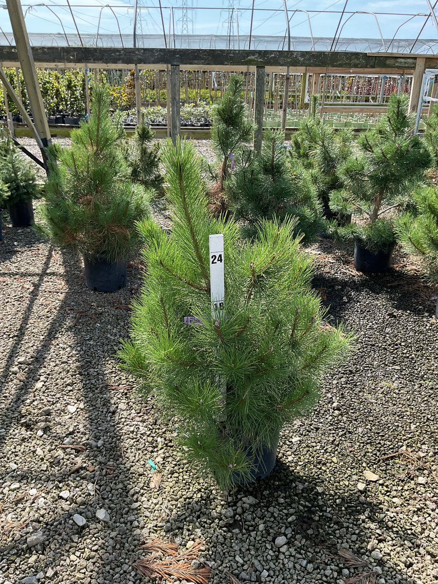Pinus nigra