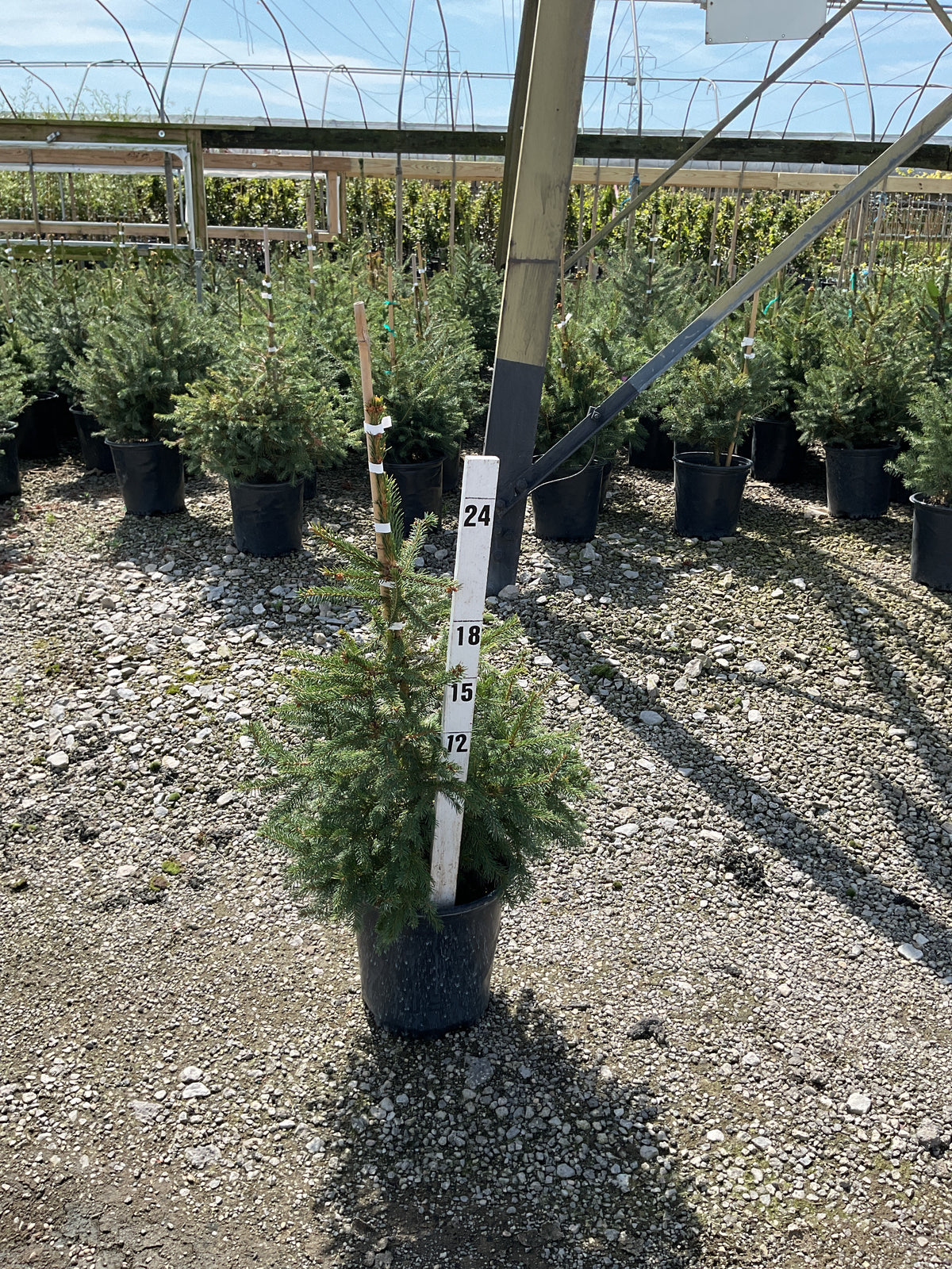 Picea abies
