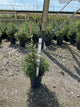 Picea abies