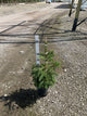Picea abies