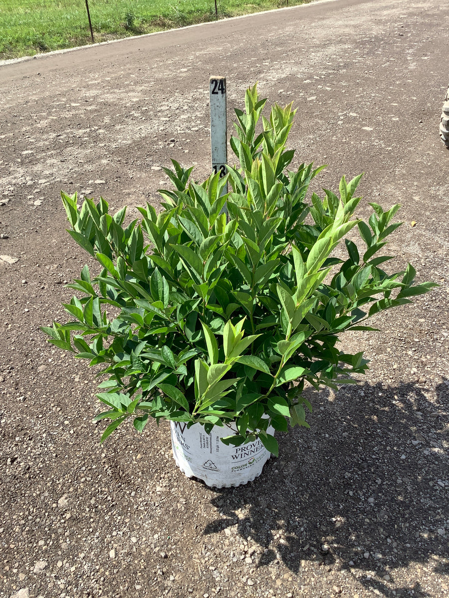 Itea virginica 'Sprich'