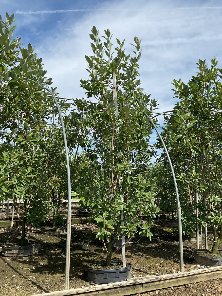 Magnolia virginiana 'Jim Wilson'