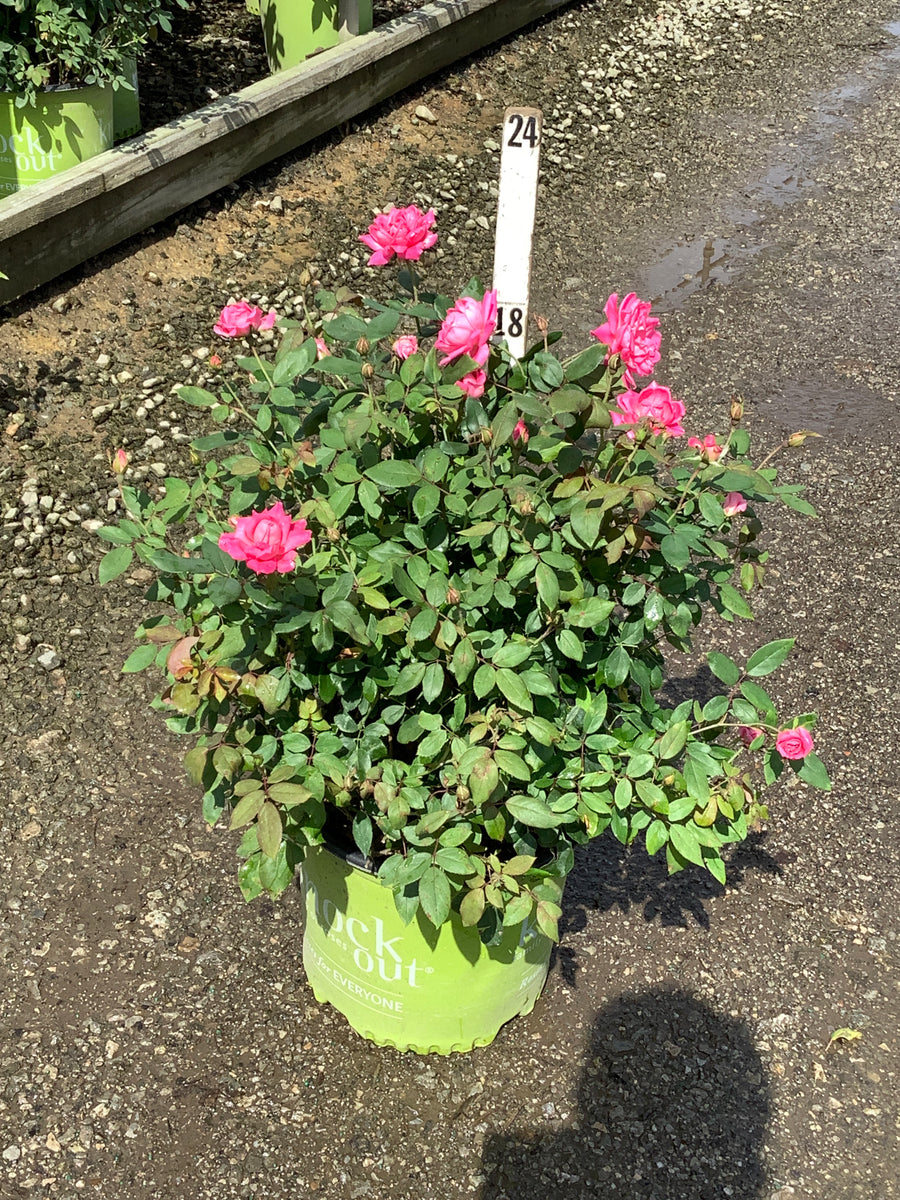 Rosa K.O 'Radtkopink'