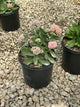 Sedum 'Autumn Autumn Joy'