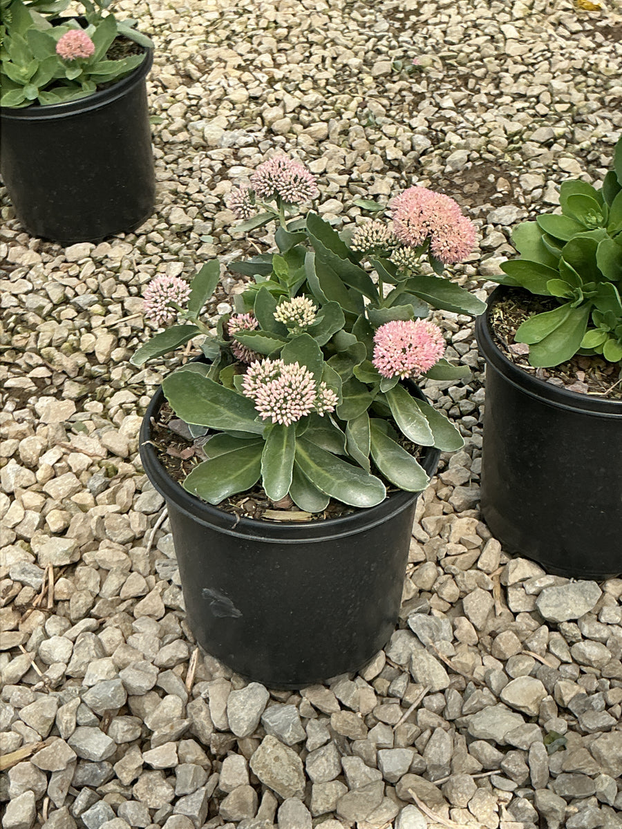 Sedum 'Autumn Autumn Joy'