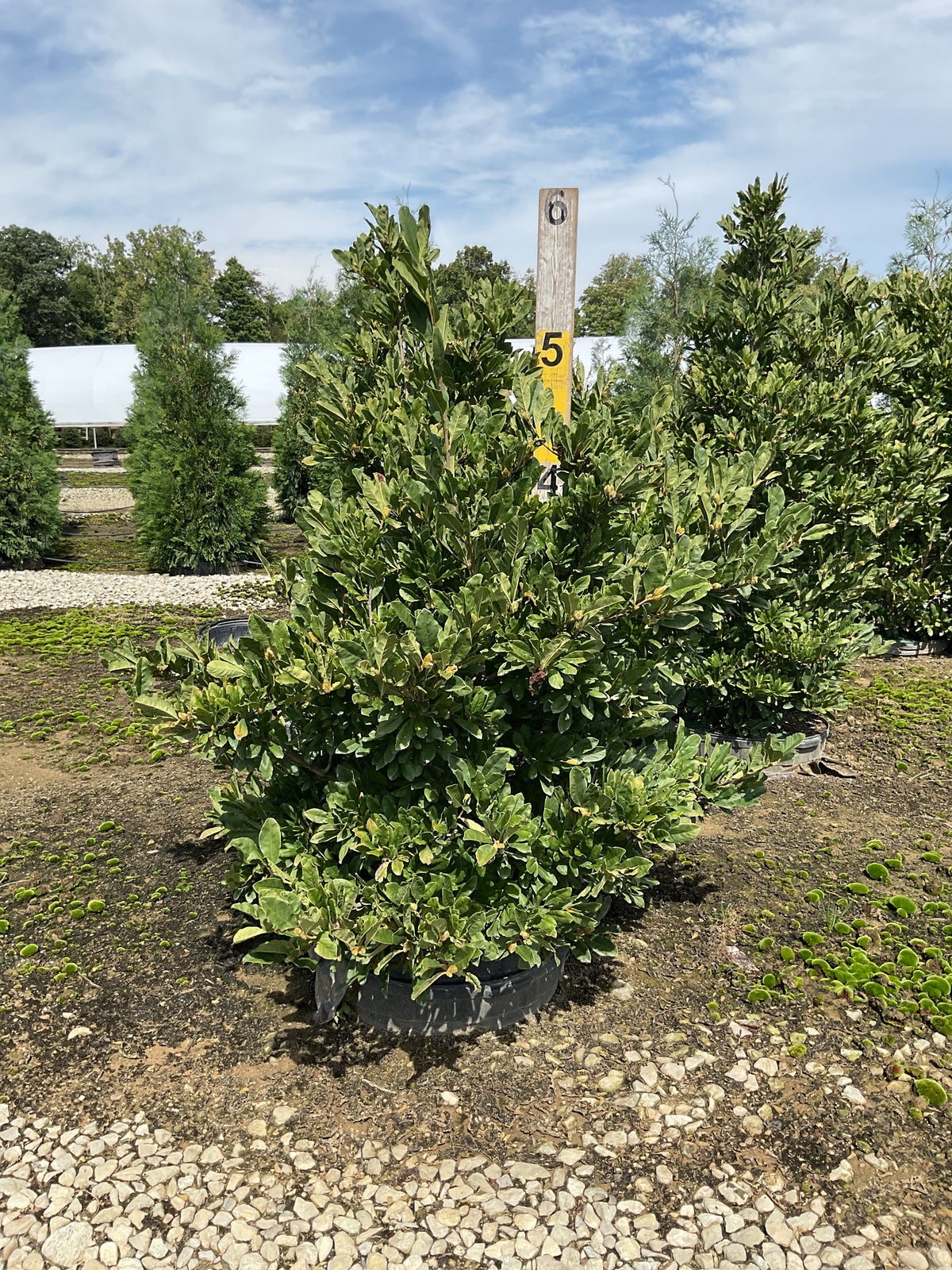 Magnolia stellata 'Royal Star'