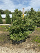 Magnolia stellata 'Royal Star'