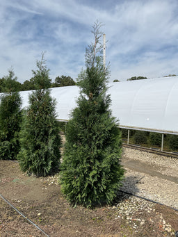 Thuja occidentalis 'American Pillar'