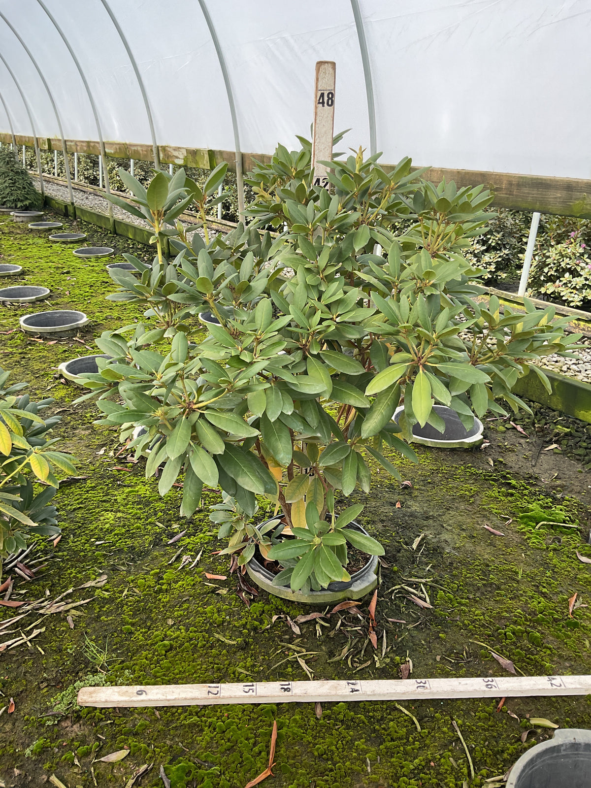 Rhododendron roseum 'Roseum Elegans'
