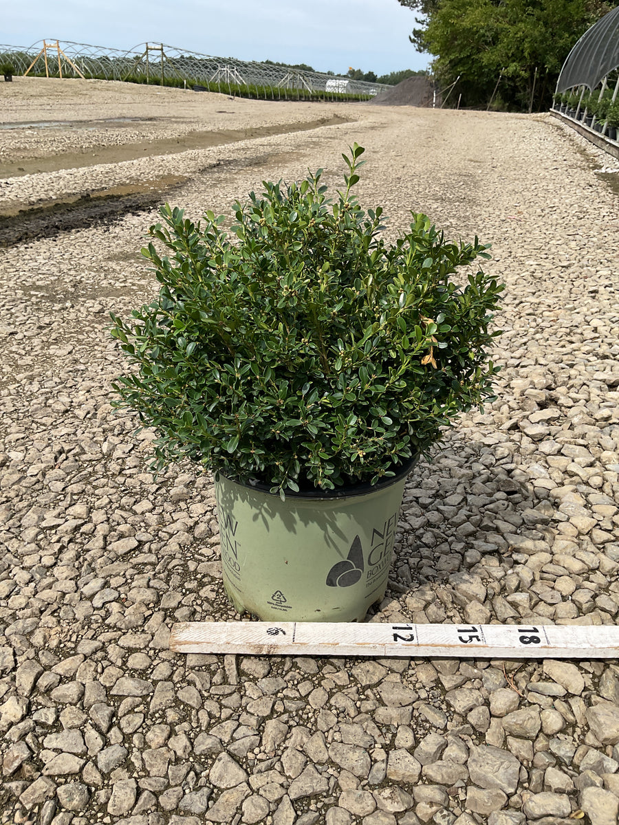 Buxus newgen 'Liberty Belle'