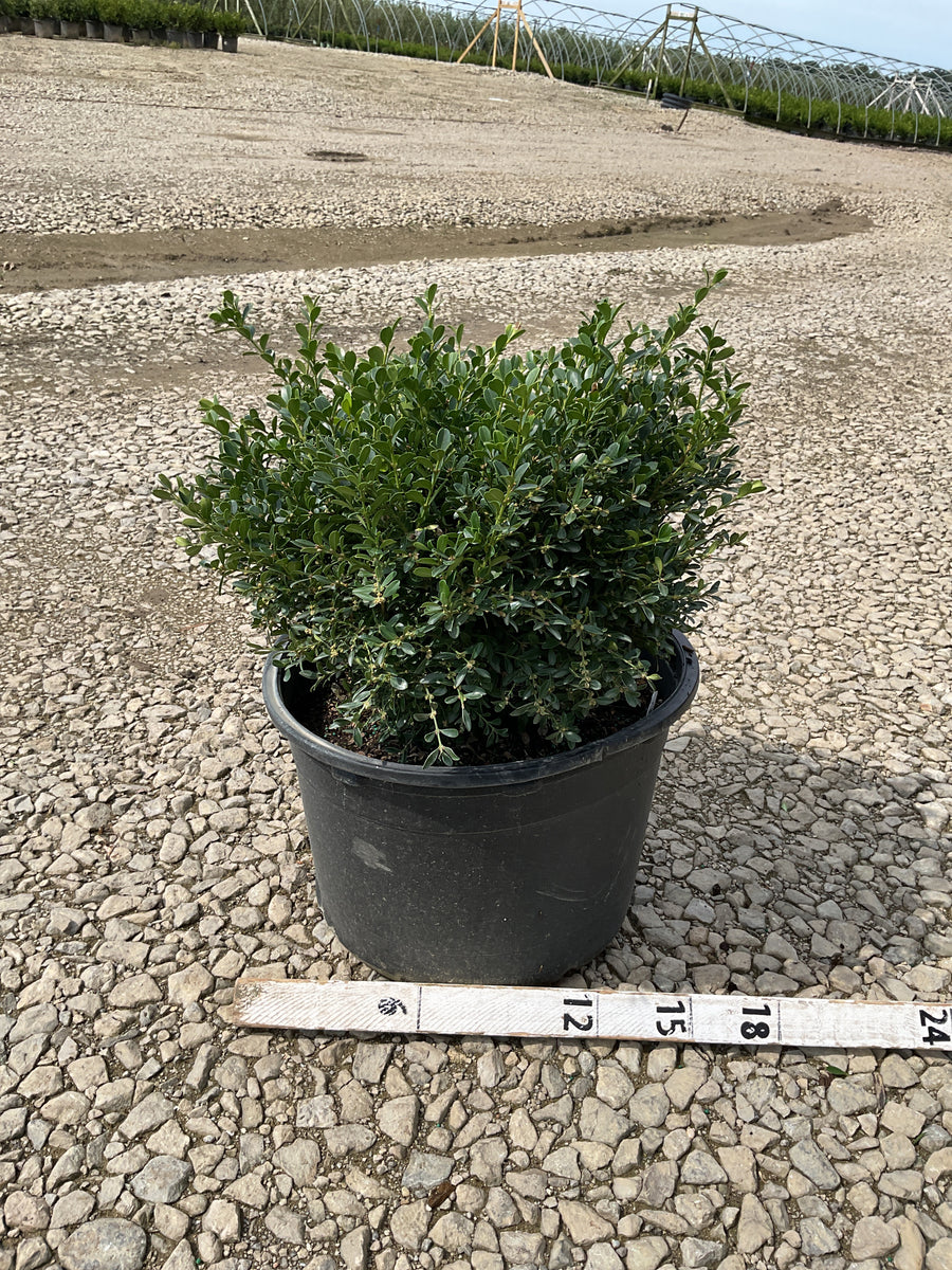 Buxus newgen 'Liberty Belle'