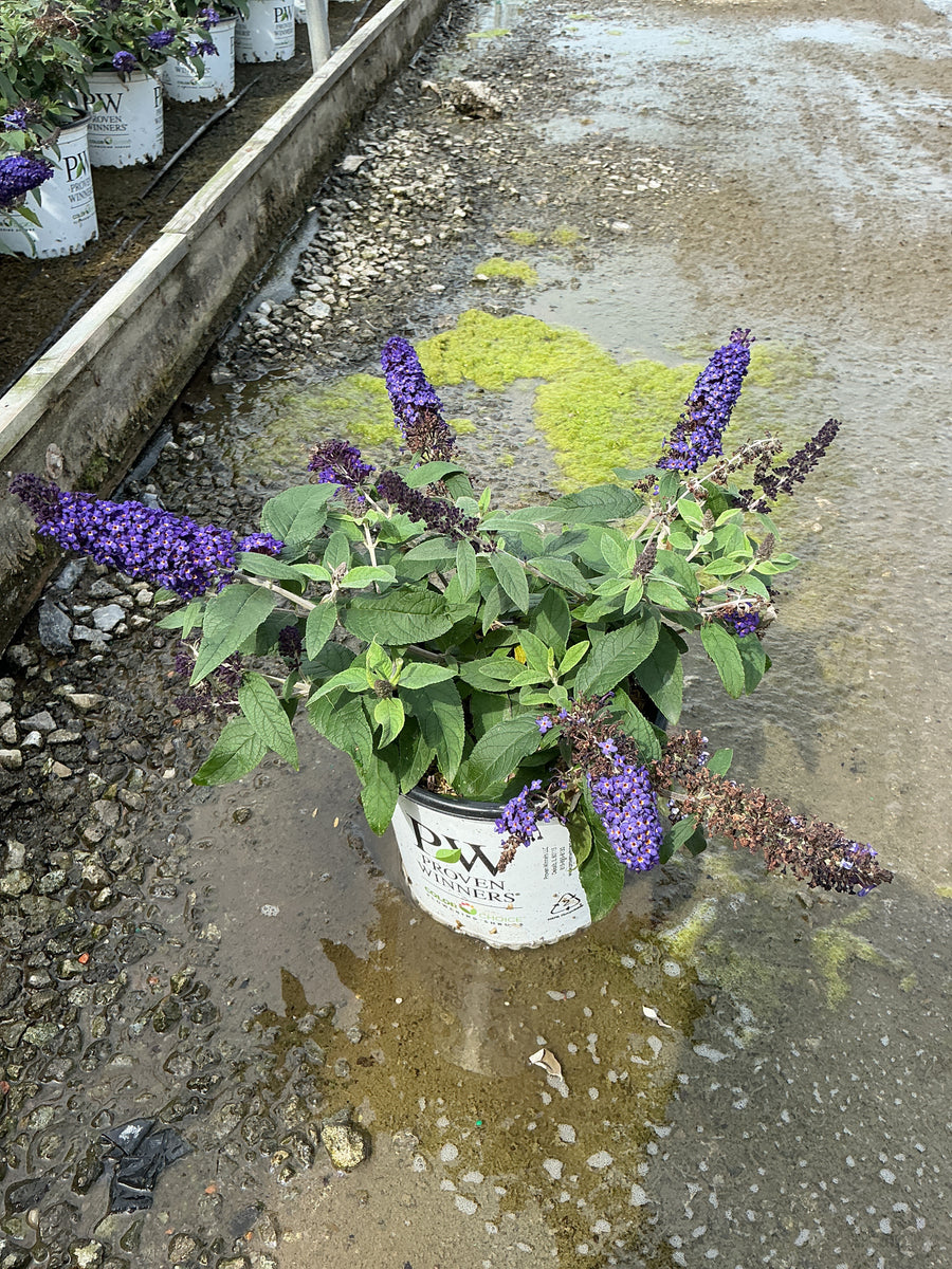 Buddleia 'Pugster Blue'