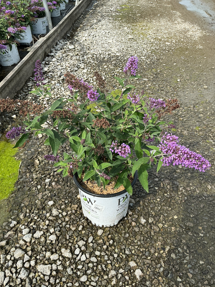 Buddleia 'Pugster Periwinkle'