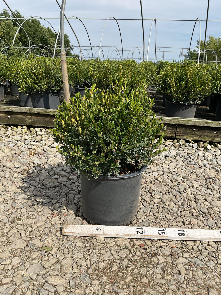 Buxus koreana x sempervirens 'Calgary'