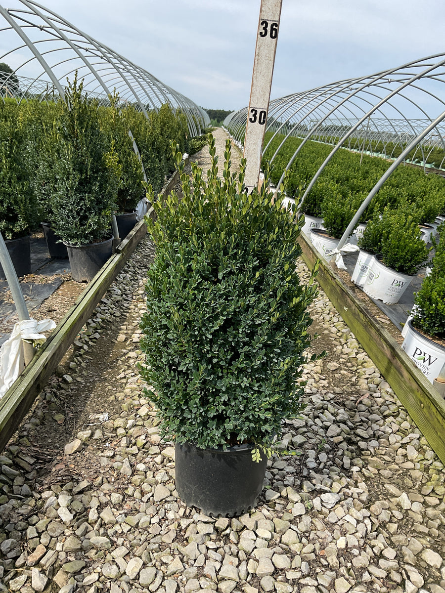 Buxus microphylla 'Green Mountain'