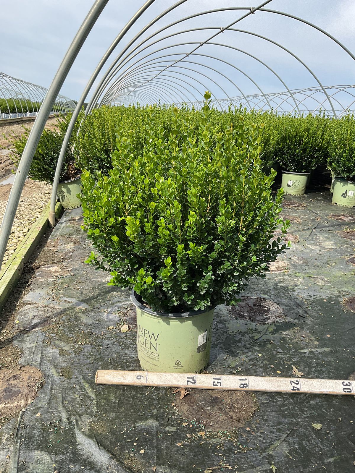 Buxus newgen 'Freedom'