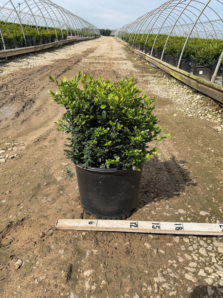 Buxus microphylla 'Green Velvet'