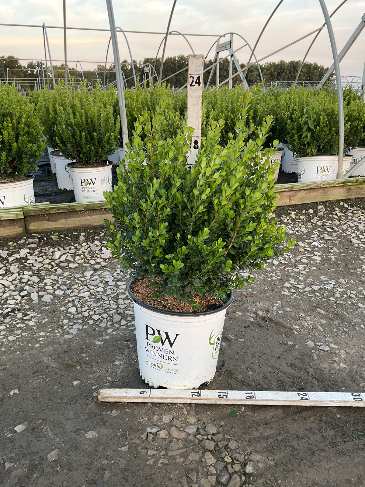 Buxus newgen 'Freedom'