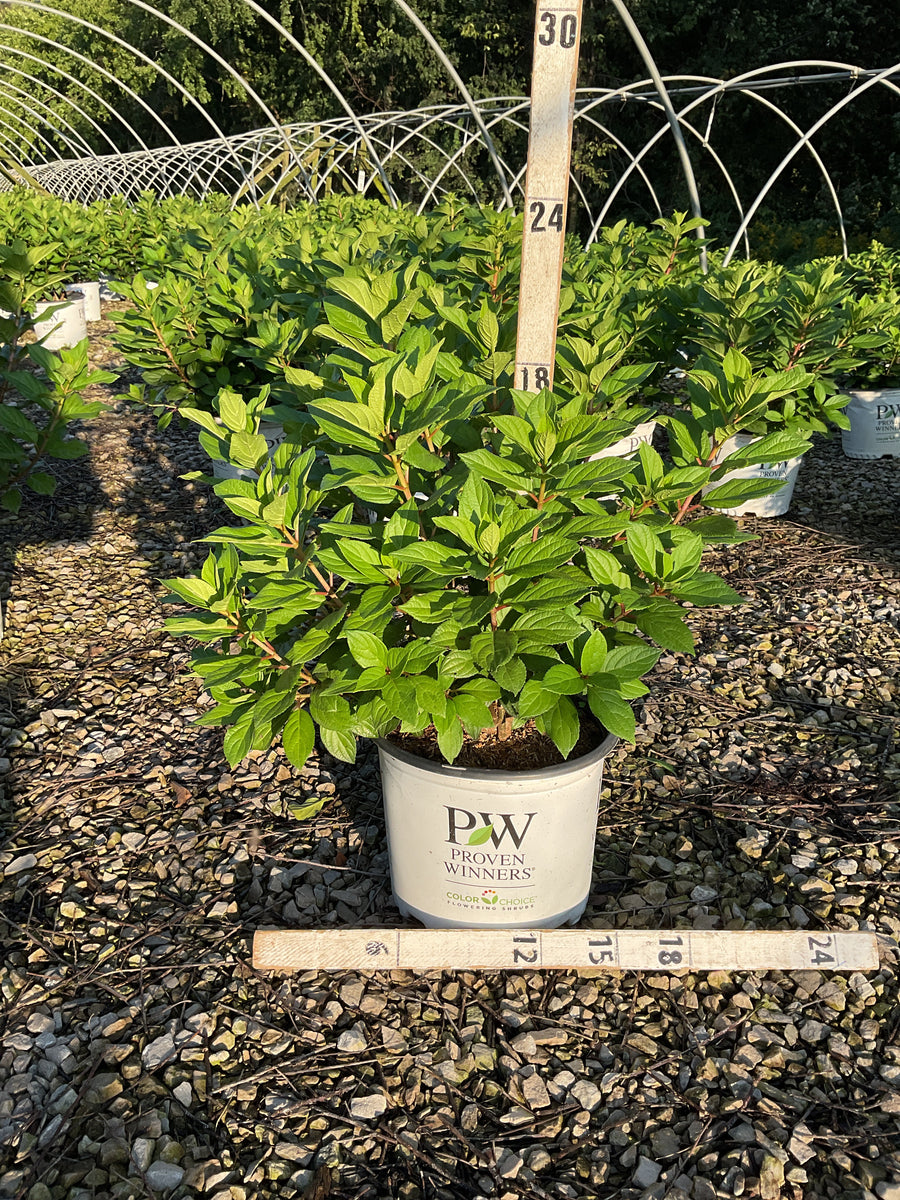 Hydrangea 'P Little Lime Punch'