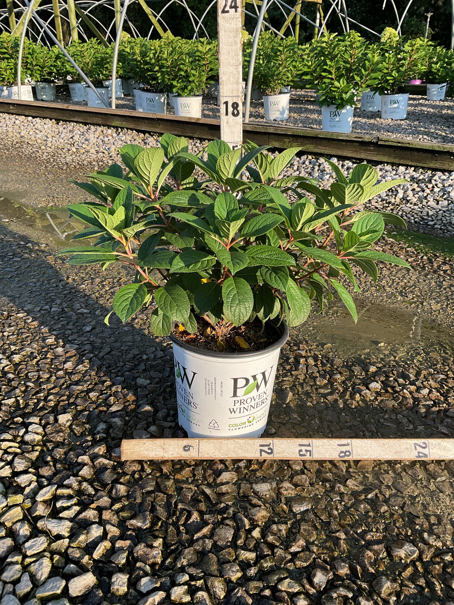 Hydrangea pan ‘Little Quick Fire'
