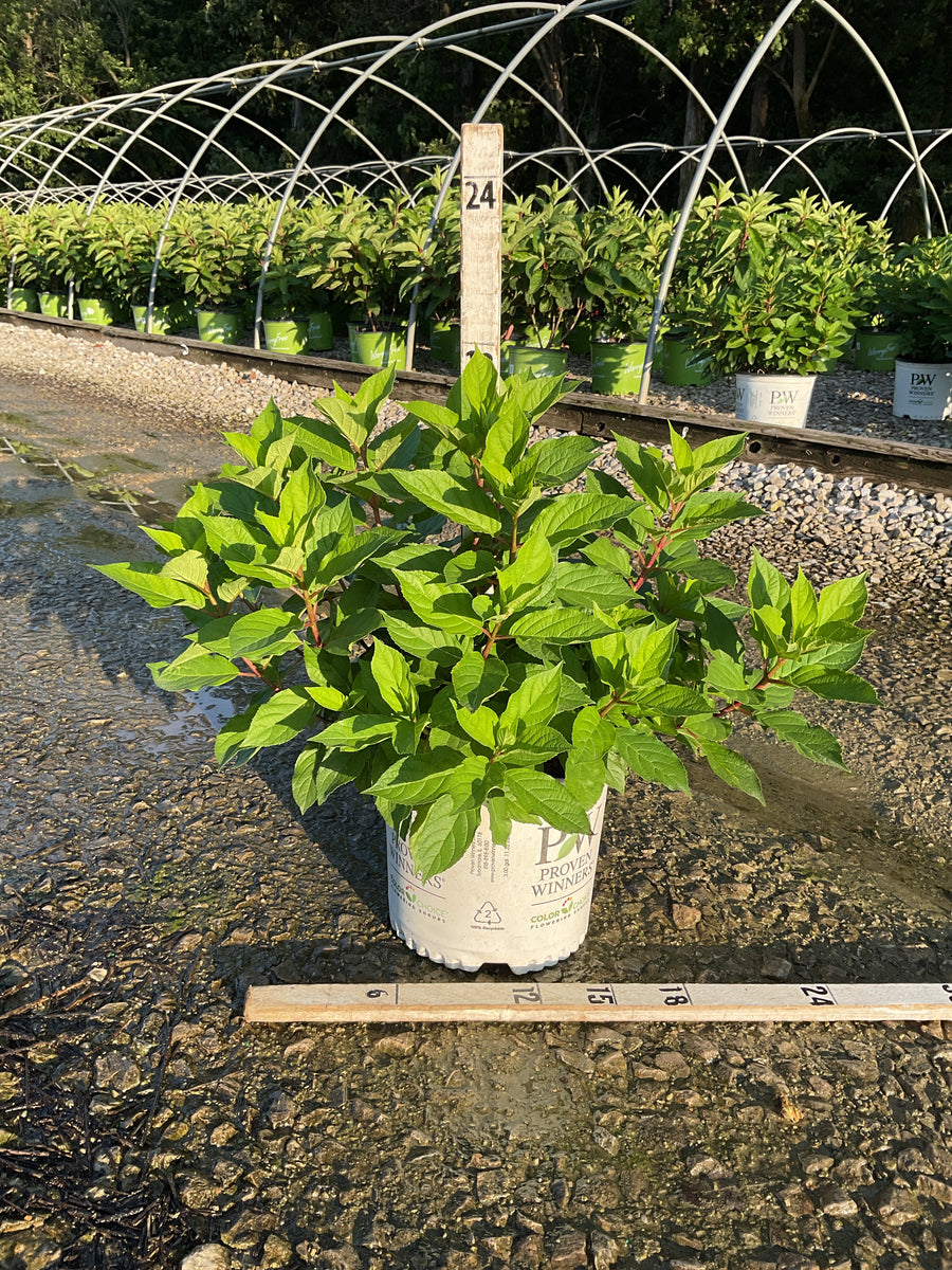 Hydrangea 'P Fire Light Tidbit'