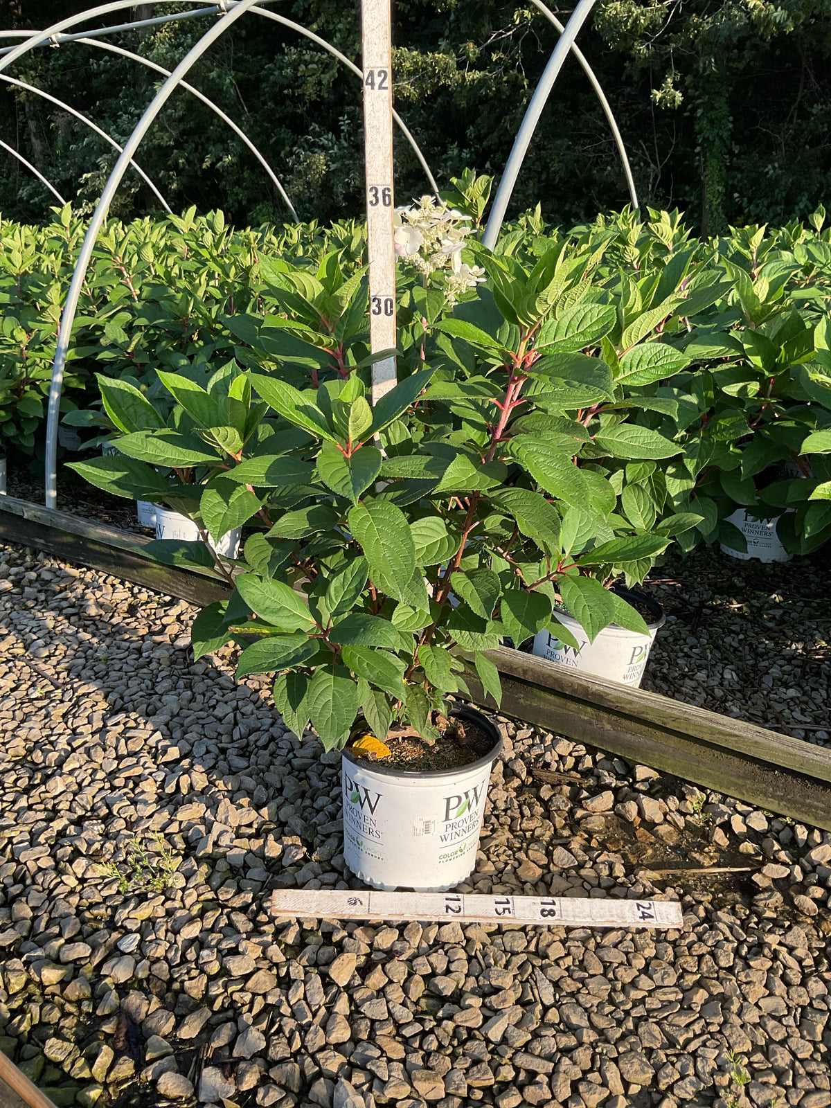 Hydrangea paniculata 'Bulk'