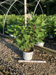 Hydrangea paniculata 'Bulk'