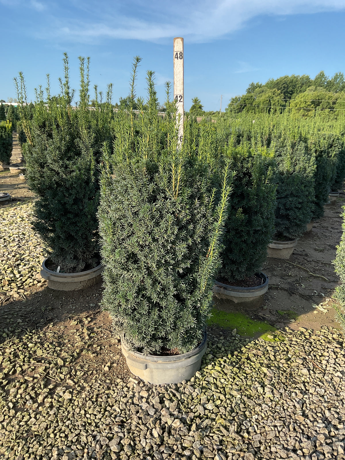Taxus x media 'Hicksii'