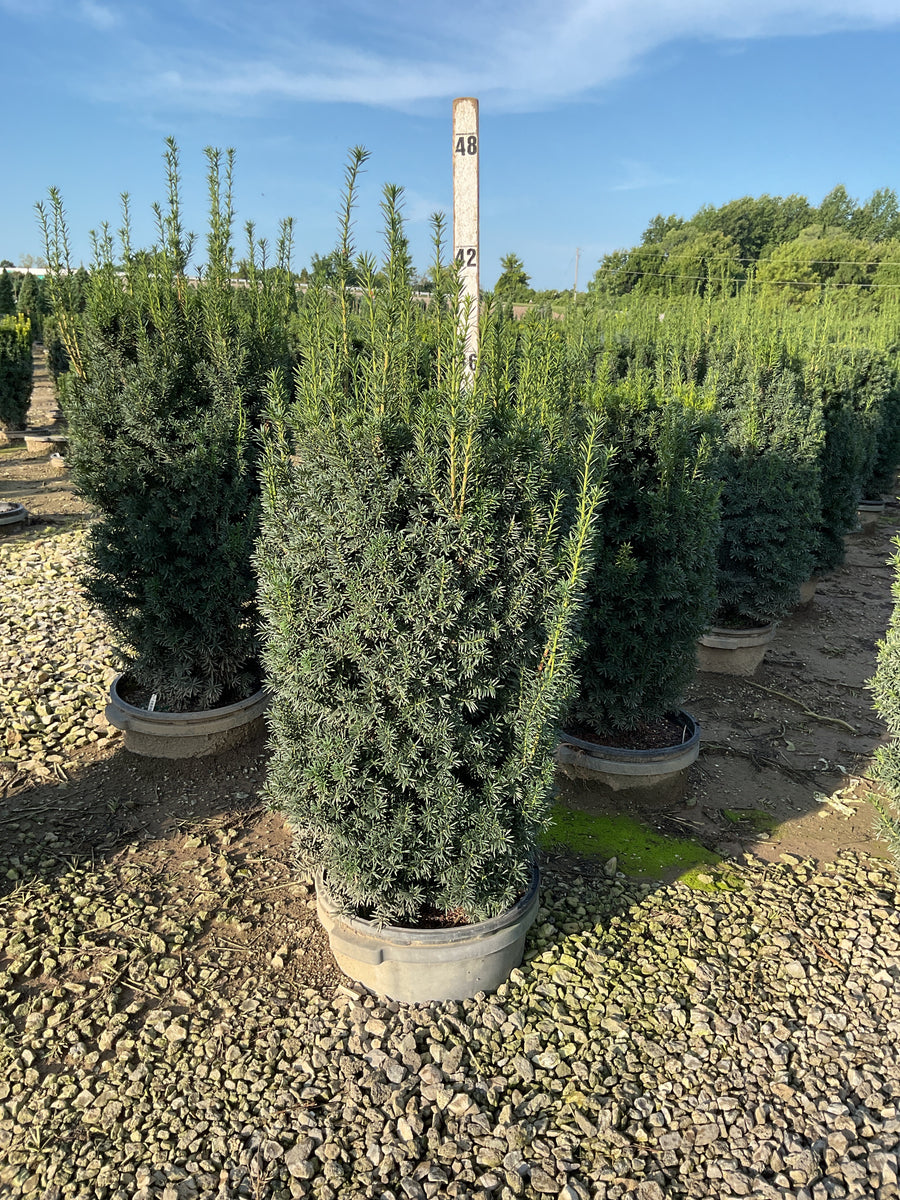 Taxus x media 'Hicksii'