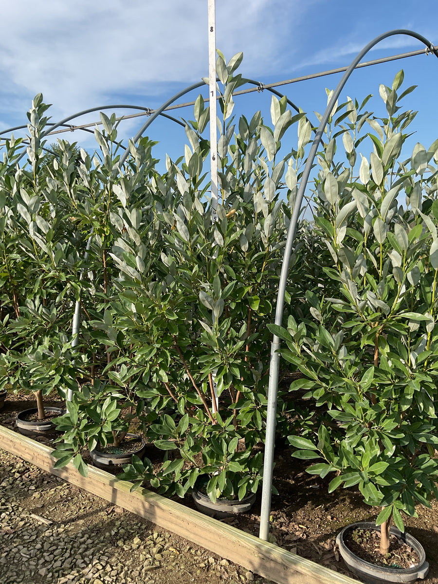 Magnolia virginiana 'Jim Wilson'