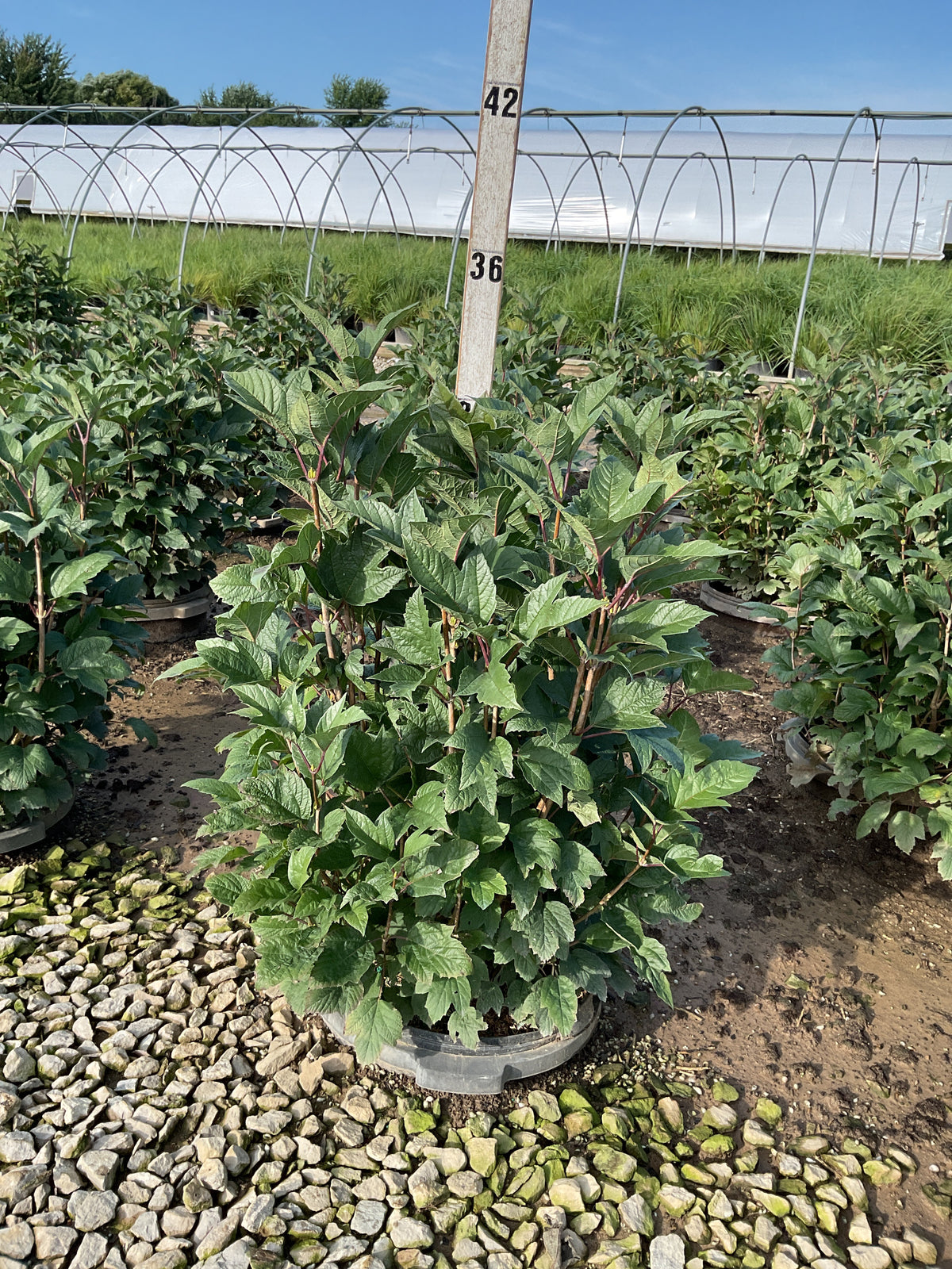 Viburnum trilobum 'Compactum'