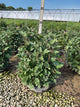 Viburnum trilobum 'Compactum'