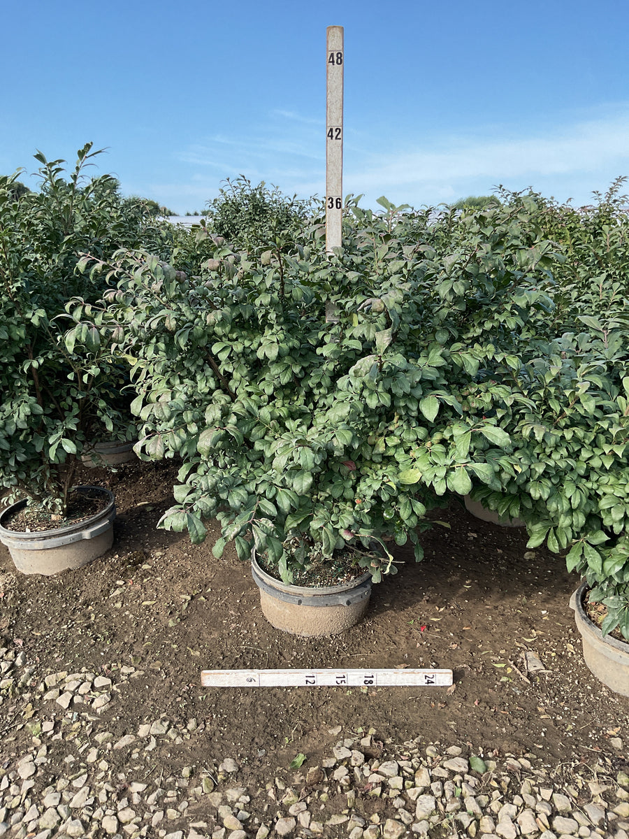 Euonymus alatus 'Compactus'