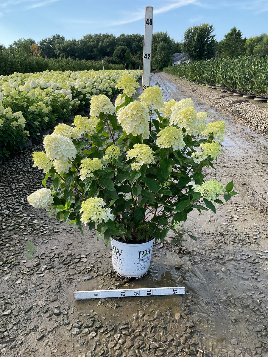 Hydrangea paniculata 'Zwijnenburg'