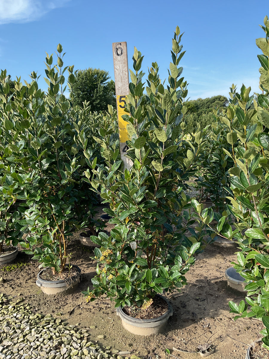 Viburnum nudum 'Winterthur'