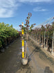 Cercis canadensis 'Merlot'