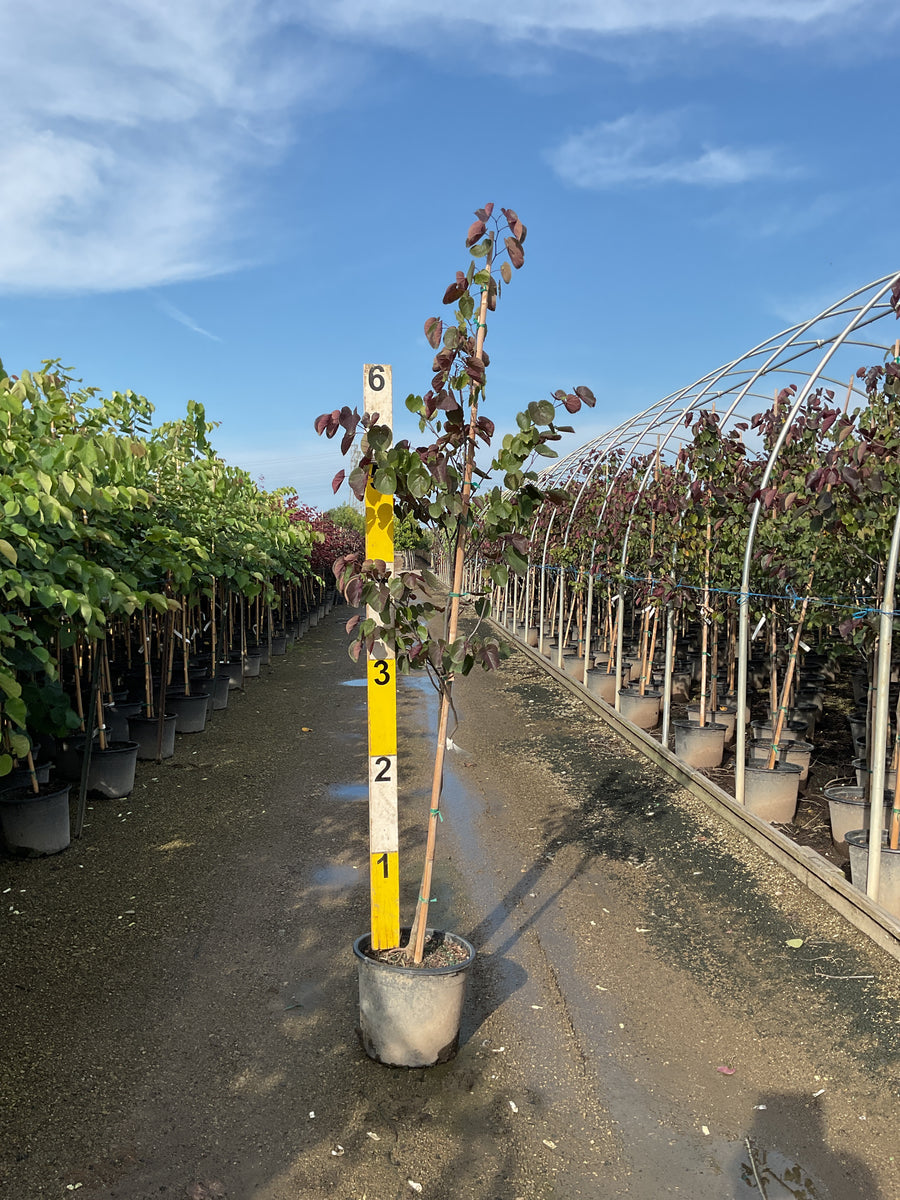 Cercis canadensis 'Merlot'