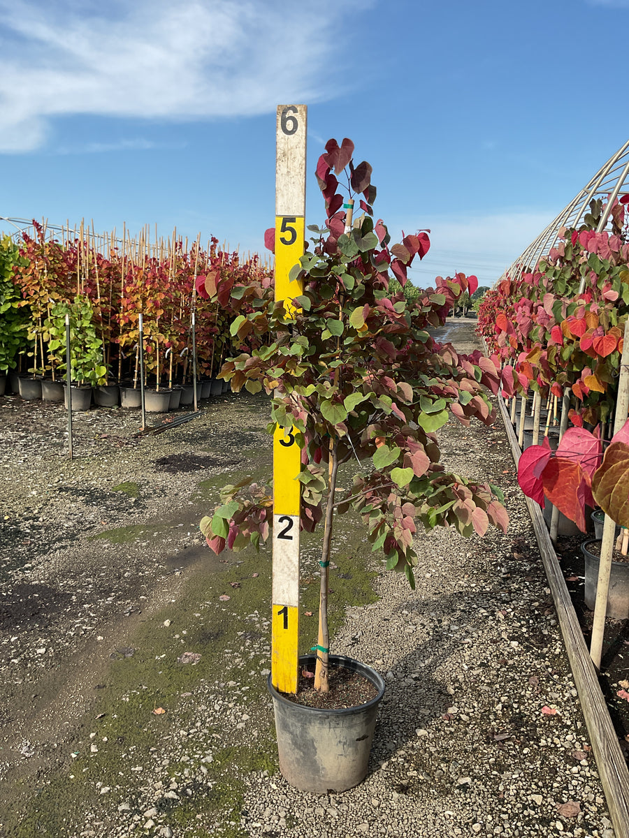 Cercis canadensis 'Hearts A' Fire'
