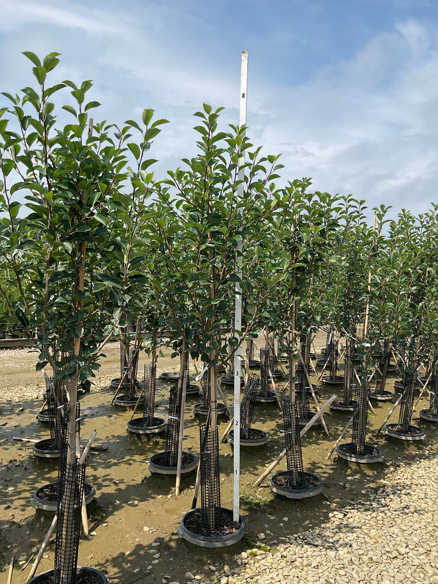 Prunus 'Fruit Oriental Asian Pear'