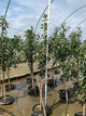 Prunus 'Fruit North Star'