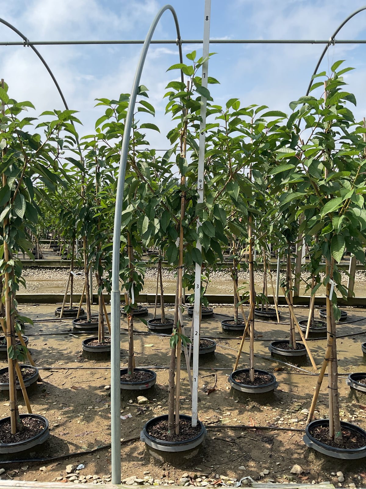 Prunus avium 'Sweetheart'