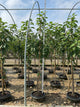 Prunus avium 'Sweetheart'