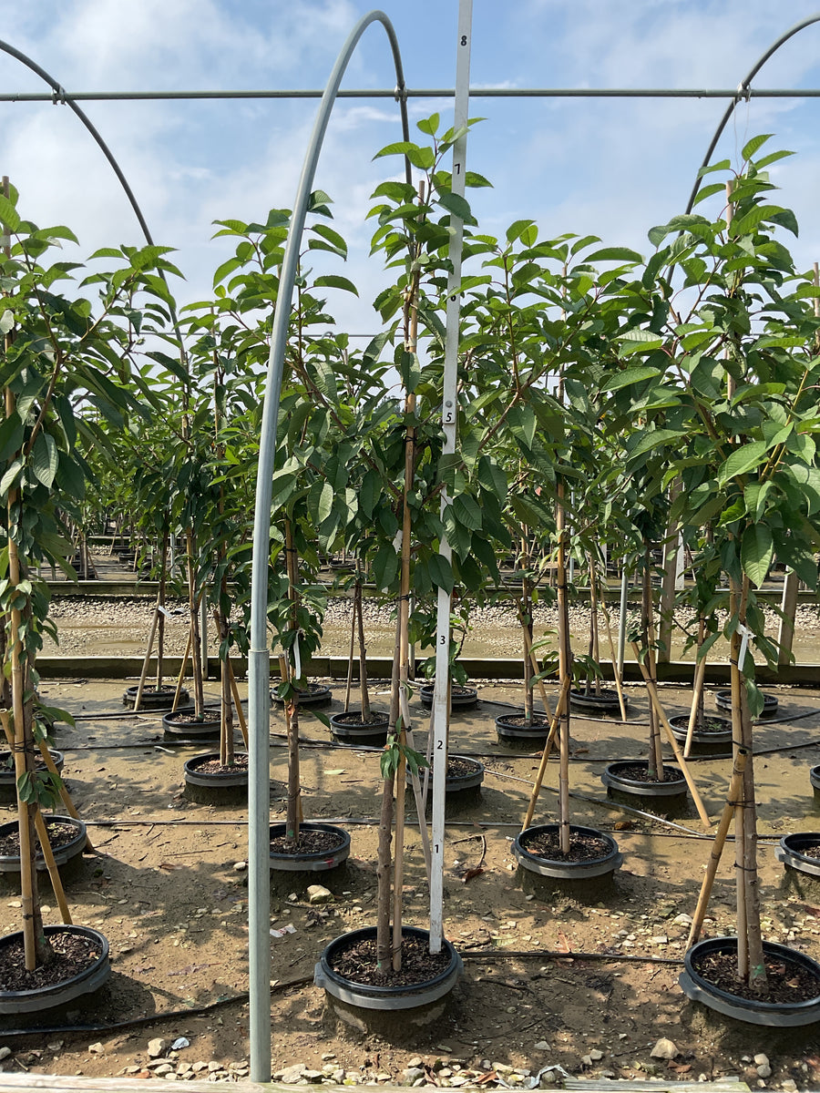 Prunus avium 'Sweetheart'